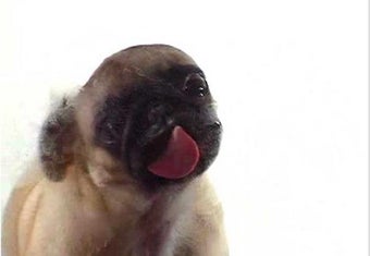 Imagen 0 para Licking Dog Screen Clean