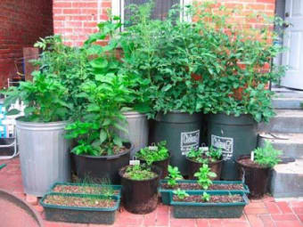 Image 0 for Container Gardening