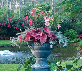 Image 3 for Container Gardening