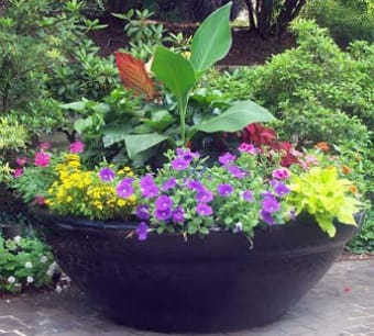 Image 2 for Container Gardening