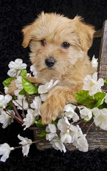 Imagen 0 para Puppies Live Wallpaper