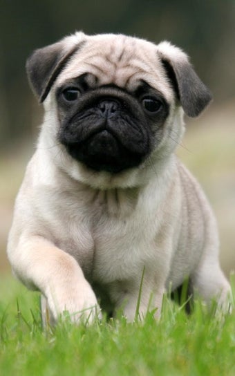 Imagen 1 para Puppies Live Wallpaper