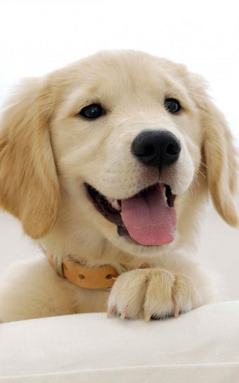 Imagen 3 para Puppies Live Wallpaper