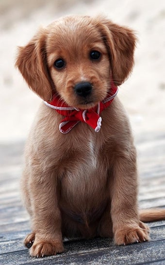 Imagen 2 para Puppies Live Wallpaper