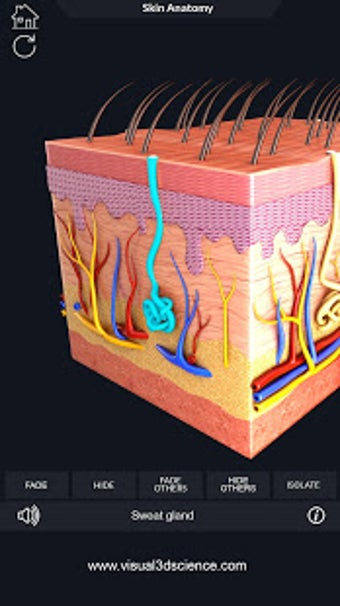 Image 3 for Skin Anatomy