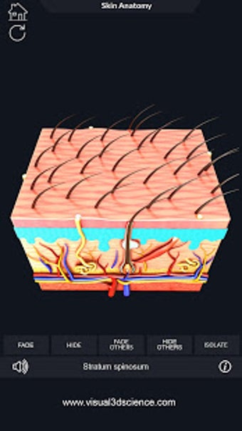 Image 1 for Skin Anatomy