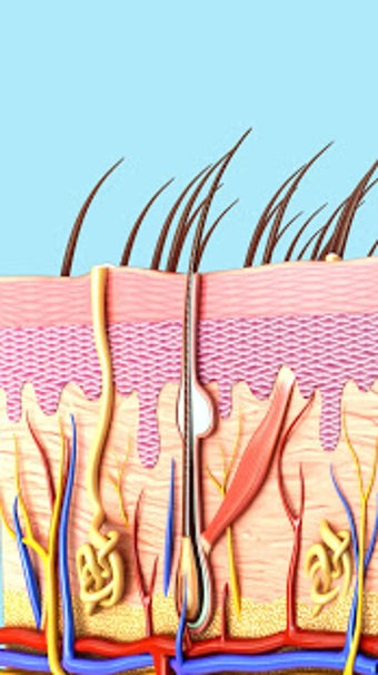 Image 2 for Skin Anatomy