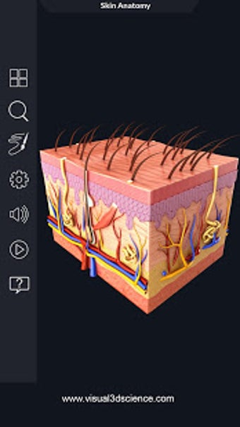 Image 0 for Skin Anatomy