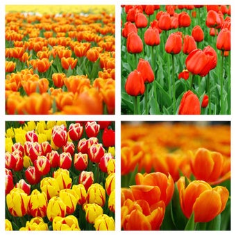 Imagen 1 para Insta Picture Frame