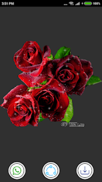 Image 2 for Rose GIF : Rose Stickers …