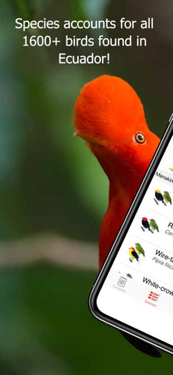 Image 2 for Birds of Ecuador - Field …