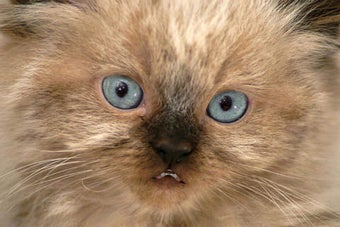 Image 0 for Talking Kitten