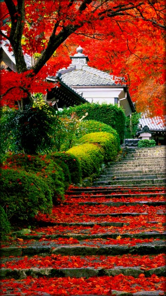 Imagen 2 para Garden Live Wallpaper