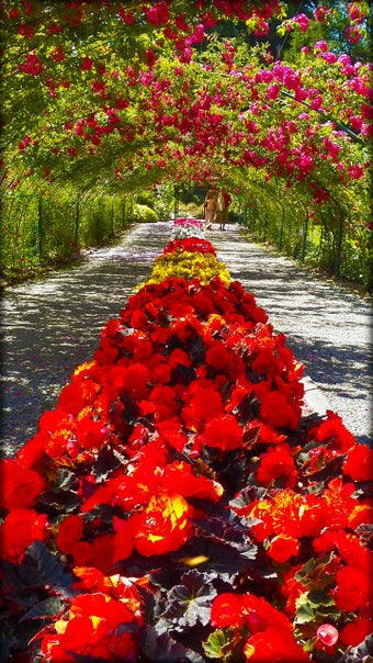 Imagen 7 para Garden Live Wallpaper