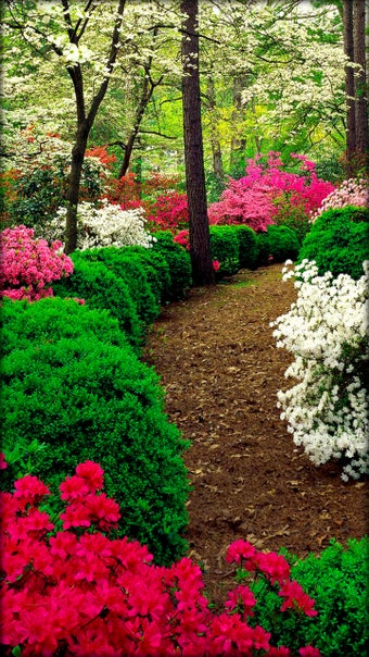 Imagen 9 para Garden Live Wallpaper