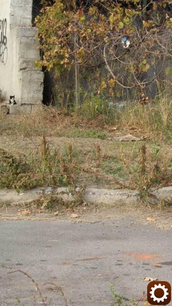 Imagen 1 para Find a cat 2. Free!