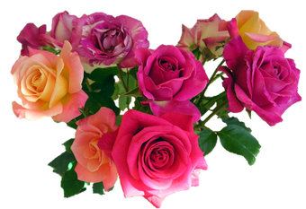 Image 3 for Wonderful Flowers Roses i…