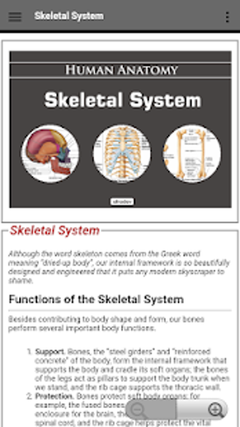 Imagen 1 para Skeletal System