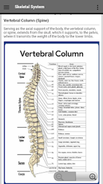 Imagen 2 para Skeletal System