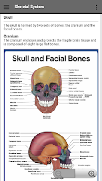 Imagen 0 para Skeletal System
