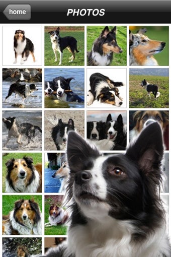Image 0 for Collies - Border Collies …
