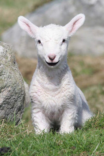 Image 0 for Talking Lamb