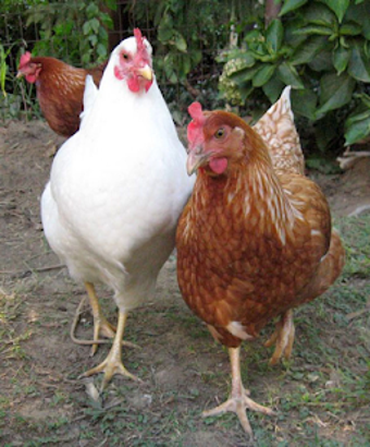 Image 0 for INDIGENOUS KALRO CHICKEN