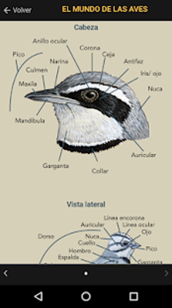 Image 1 for Aves argentinas