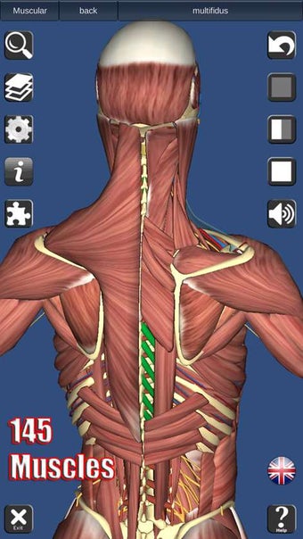 Image 2 for 3D Human Anatomy for Wind…