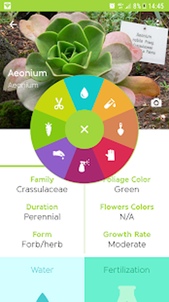Imagen 2 para Gardenia