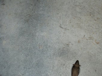 Image 0 for Catpad - Cats love to cat…