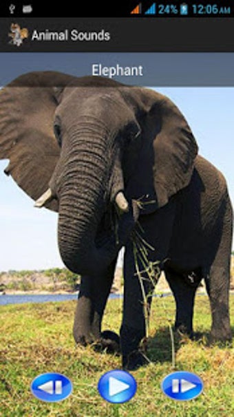 Image 3 for Animal Sounds