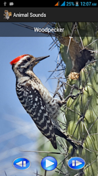 Image 1 for Animal Sounds