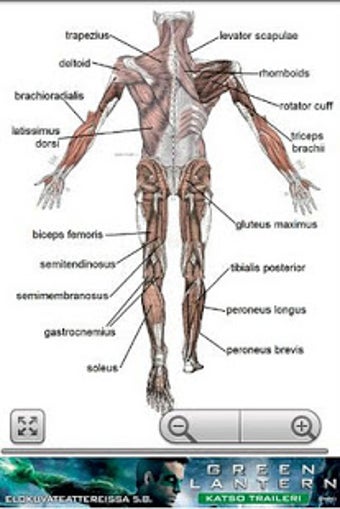 Imagen 1 para Human Anatomy