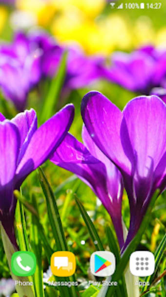 Image 0 for Beautiful Spring Flowers …