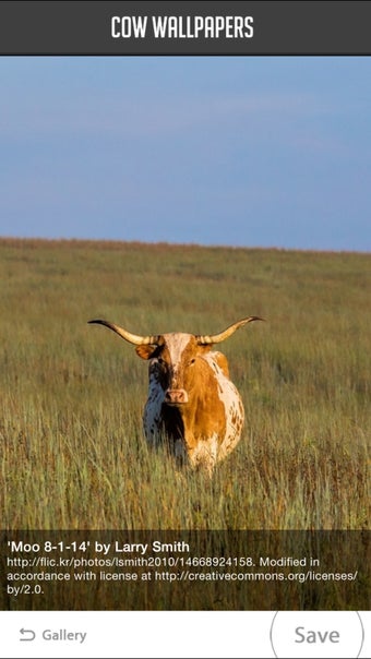 Image 3 for Cow Wallpapers
