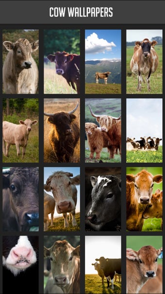 Image 2 for Cow Wallpapers