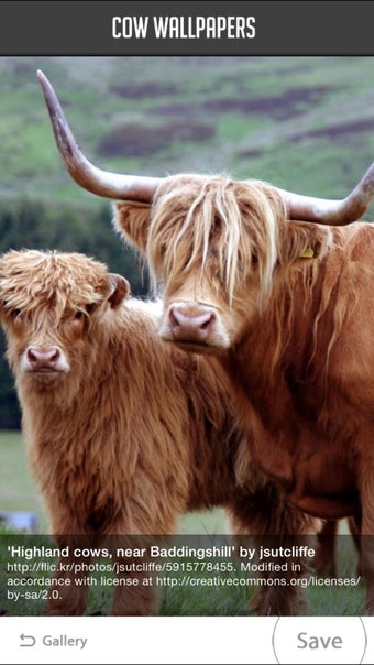 Image 1 for Cow Wallpapers