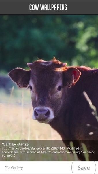 Image 0 for Cow Wallpapers