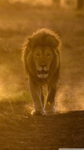 Image 3 for Lion Wallpapers