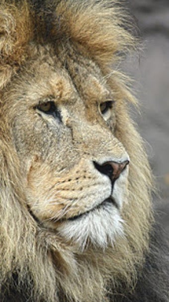 Image 0 for Lion Wallpapers