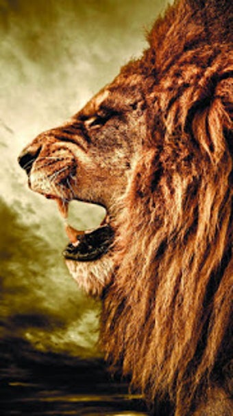 Image 2 for Lion Wallpapers