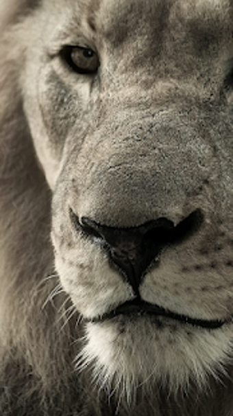 Image 1 for Lion Wallpapers