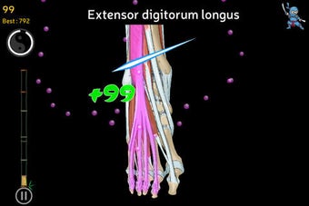 Image 0 for Anatomy Ninja Lower Limb