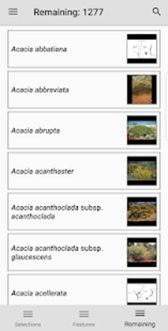 Image 1 for Wattle - Acacias of Austr…