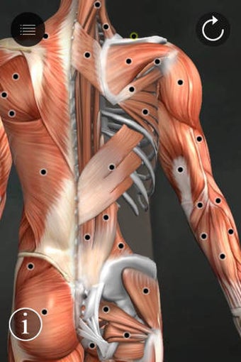 Image 0 for Muscle Trigger Points