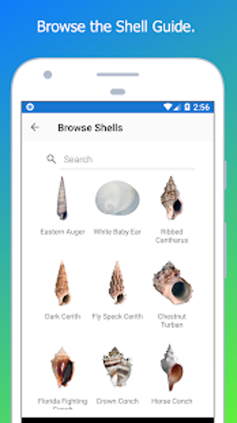 Imagen 0 para Shell Museum: Identify Sh…