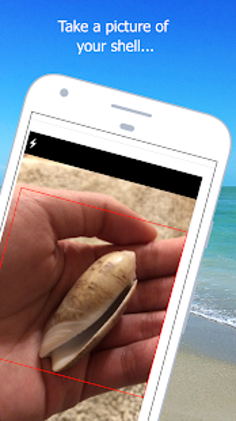 Imagen 3 para Shell Museum: Identify Sh…