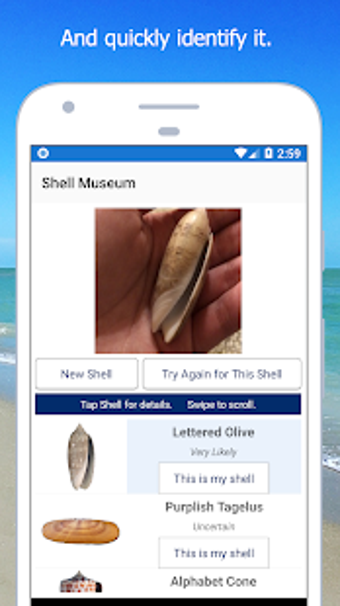 Imagen 2 para Shell Museum: Identify Sh…