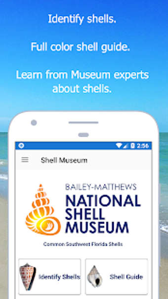 Imagen 1 para Shell Museum: Identify Sh…